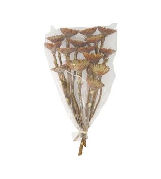 Protea compacta flats 15pc 37x20x10cm - Natural