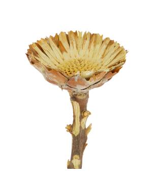 Protea compacta flats 15pc 37x20x10cm - Natural