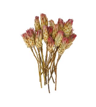 Protea compacta 15pc 37x20x7cm - Pink