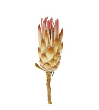 Protea compacta 15pc 37x20x7cm - Pink