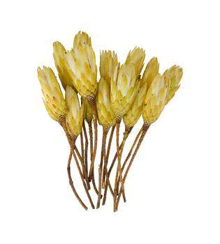 Protea gold cup 15pc 37x20x10cm - Cream