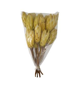 Protea gold cup 15pc 37x20x10cm - Cream