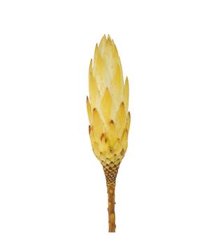 Protea gold cup 15pc 37x20x10cm - Cream