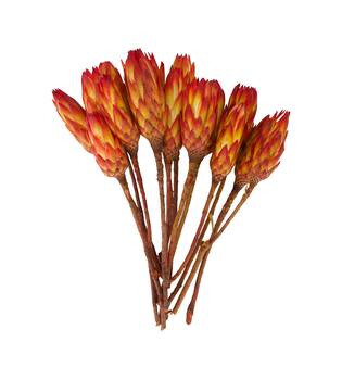 Protea gold cup 15pc 37x20x10cm