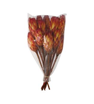 Protea gold cup 15pc 37x20x10cm