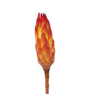Protea gold cup 15pc 37x20x10cm