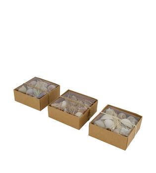 Shell mix nature 12x12x5.5cm A3 - Natural