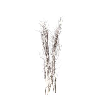 Stem round with twigs birch 200x2x2cm 5pc