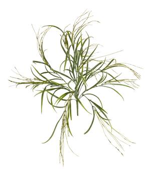 Branch barley grass artificial 60x30x10cm - Green