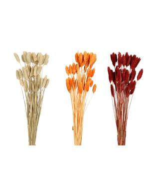 Phalaris nature 60x10x5cm 50pc C3 - Orange