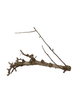 Branch pear 40cm - Natural