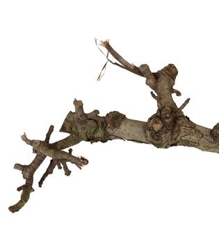 Branch pear 40cm - Natural