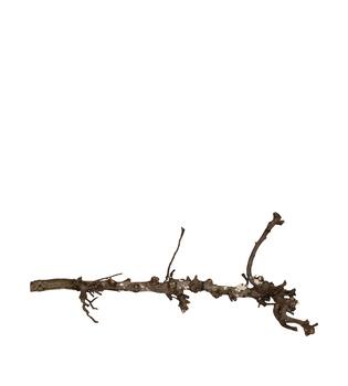 Branch pear 80cm - Natural