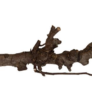 Branch pear 80cm - Natural