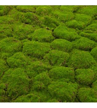 Moss sheet with adhesive edge PU 100x100x4cm