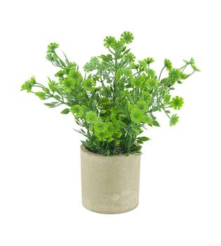 Plant in pot polyscias PE 8x8x22cm