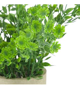 Plant in pot polyscias PE 8x8x22cm