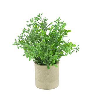 Plant in pot aglaia odorata PE 8x8x23cm - Green