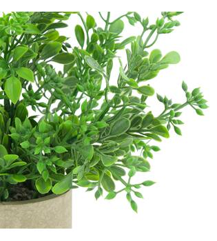 Plant in pot aglaia odorata PE 8x8x23cm - Green