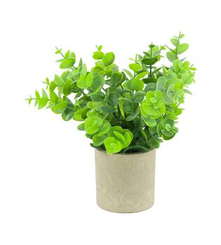 Plant in pot eucalyptus PE 8x8x23cm - Green