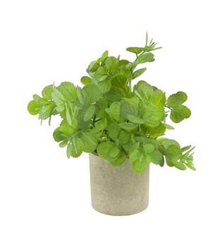Plant in pot pelargonium PE 8x8x22cm