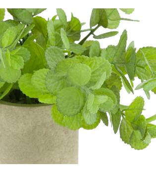 Plant in pot pelargonium PE 8x8x22cm