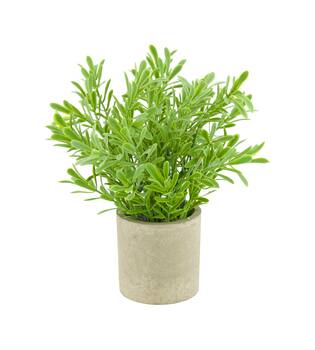 Plant in pot buxus PE 8x8x23cm