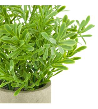 Plant in pot buxus PE 8x8x23cm
