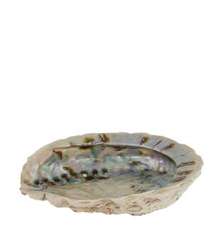 Shell abalone large nature 14x11x2.5cm - Natural