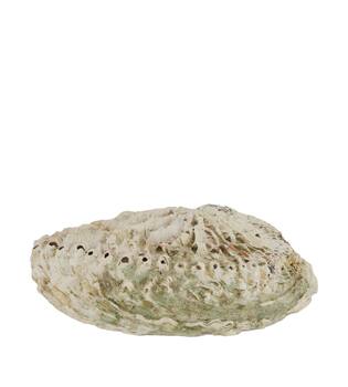 Shell abalone large nature 14x11x2.5cm - Natural