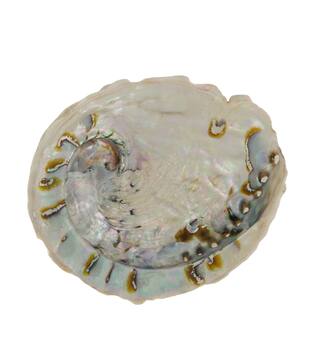 Shell abalone large nature 14x11x2.5cm - Natural
