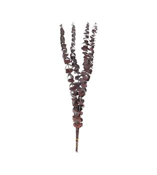 Bunch eucalyptus preserved nature 60x10x4cm Red