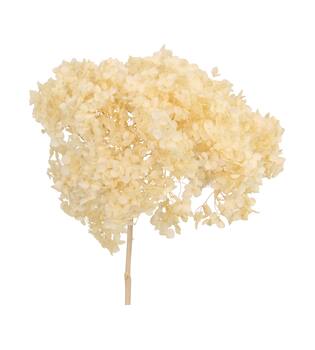 Bunch hydrangea preserved nature 60x20x25cm Off white