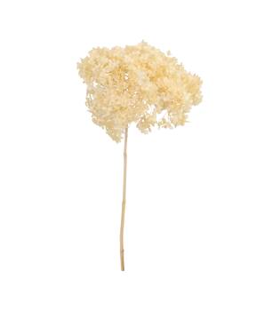 Bunch hydrangea preserved nature 60x20x25cm Off white