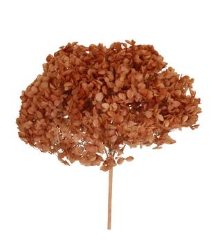 Bunch hydrangea preserved nature 60x20x25cm Rusty