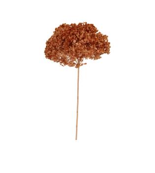 Bunch hydrangea preserved nature 60x20x25cm Rusty