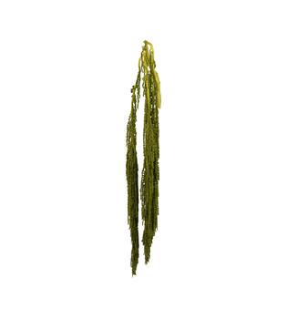 Bunch amaranthus preserved nature 115x11x3cm Green