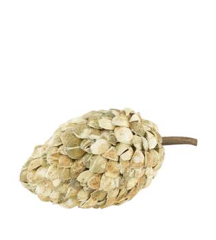 Stock betal pod dino cone Natur 20x40cm gebleicht