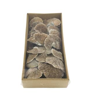 Pilz Schwamm Natur am Draht 38x18x8cm weiß wash 40stk