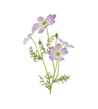 Branch cosmos artificial 60x14x10cm
