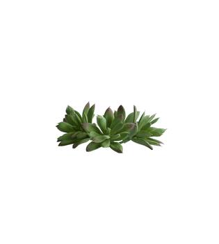 Succulent 6,5x7cm - Green