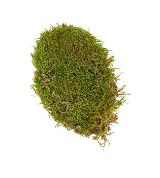 Moss flat 1kg in box nature 58x30x13cm - Natural