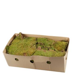 Moss flat 2kg in box moss 59x29x19cm