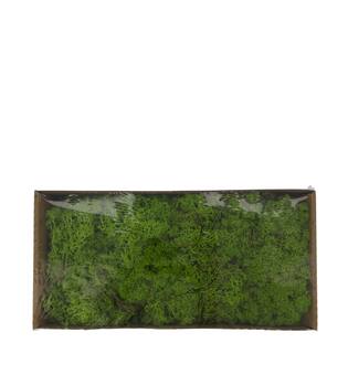 Mousse - 500gr - Naturel - 48x35x24cm - Vert