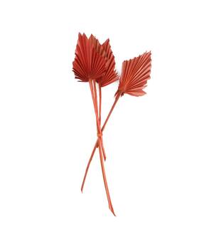 Palm spear medium nature 40-45x17x14cm 4pc - Orange