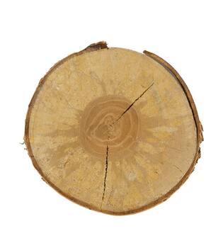 Slice round birch 30x30x2.5cm