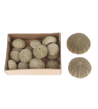Green Denuded Urchin 17pc in box 15x20x6cm - Natural