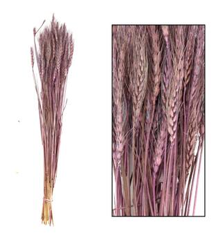 Wheat grass nature 60-65cm 100gr - Purple