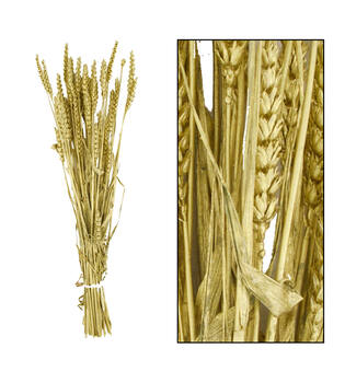 Bunch triticum nature 70x10x5cm - Gold