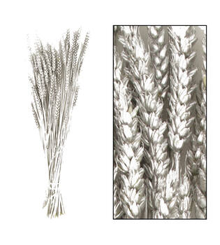 Bunch triticum nature 70x10x5cm